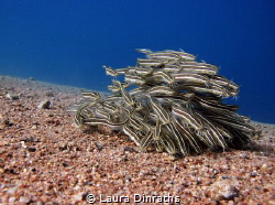 School of juvenile striped eel catfish over sand by Laura Dinraths 